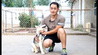 小哈士奇被嫌弃脸型不好看，同窝幼犬只剩下了它！Little husky was rejected because of his ugly face, and only he left!