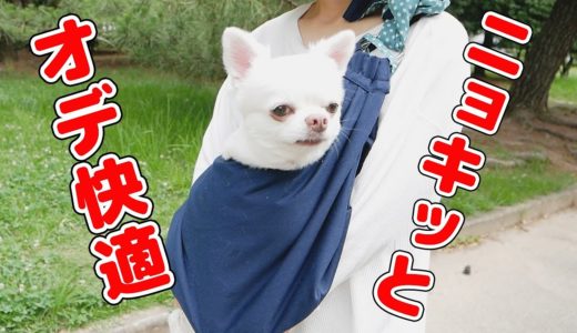 散歩嫌いな犬と抱っこ紐で初めての公園に行ってみたら...！嬉しい事が