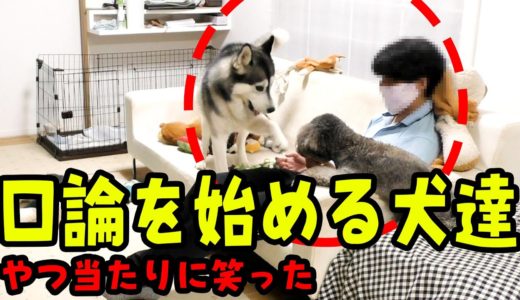 飼い主を挟んで口論を始める犬達　ハスキー犬＆プードル