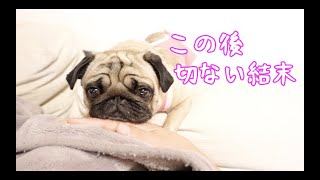 愛犬のラブラブあご乗せからの切ない結末…パグ犬ぷぅ Pug