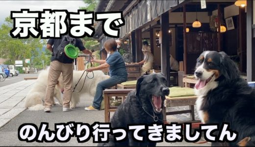 犬連れ京都をまったり楽しむ