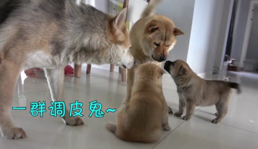 中华田园犬灰灰第一次和情敌的孩子见面，场面出乎意料，皆大欢喜