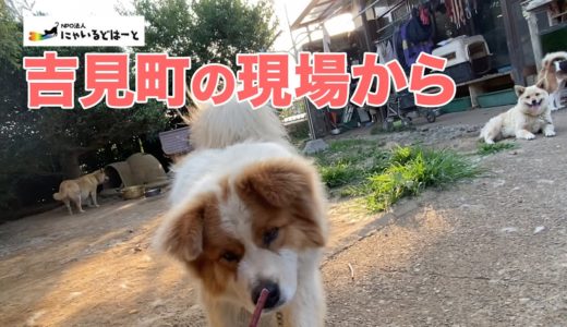 ＃１３２【久しぶり】吉見町の現場の犬たち