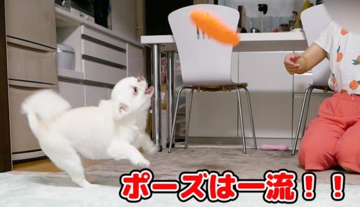 犬が初めてフリスビーをすると...！？