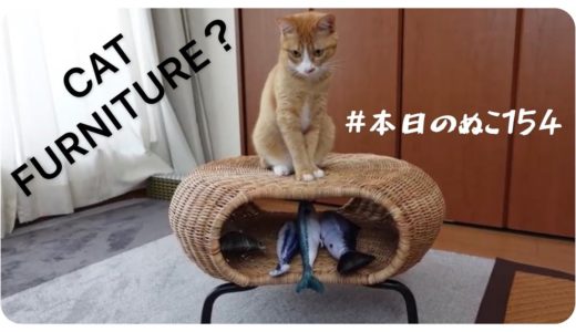 本日のぬこ154【犬と猫と一緒に使う家具】