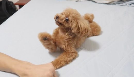 なぜかベッドの上で泳ぎ方を覚えた犬【トイプードルのコロン】