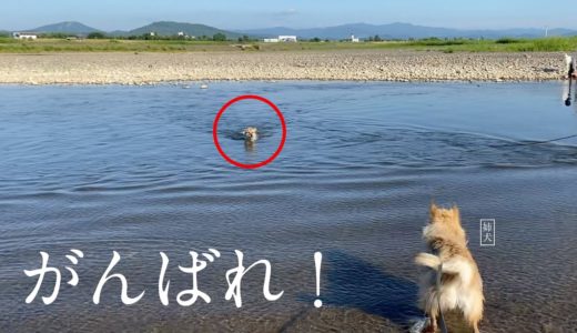 川に流されかけた子犬が泳いで姉犬と感動の再会！会えてよかった！