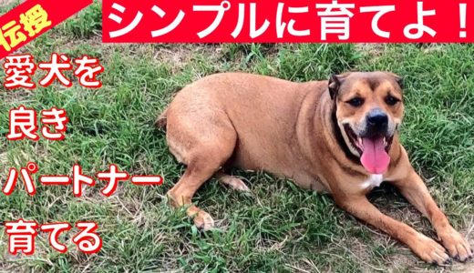 【我が家の犬の育て方 】リンちゃんの生い立ち