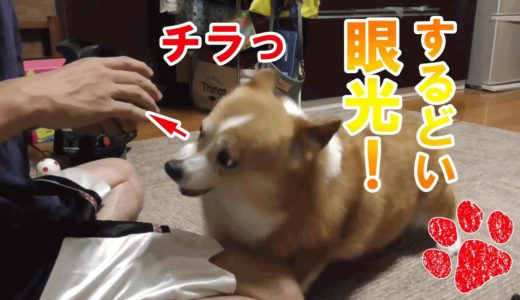 犬にマジック見せようとしたらそれどころじゃなかった件【コーギーチロ】