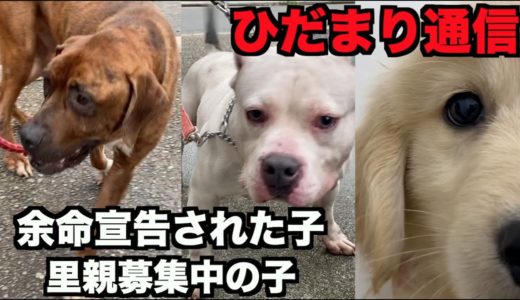 保護団体ひだまりとひるねの会の犬たち【ひだまり通信＃1】