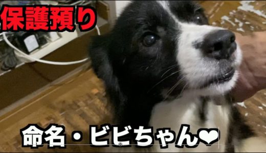 保護犬ボーダーコリー・命名ビビちゃん【3日目】