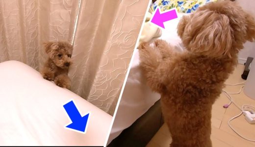 犬のパパとママの起こし方の違いを撮影してみたら全然違くて笑ったw【トイプードル】