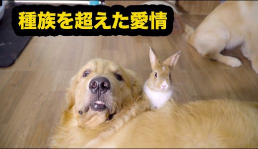 何をされても怒らない犬・めっちゃ仲良しゴールデンレトリバーとうさぎ