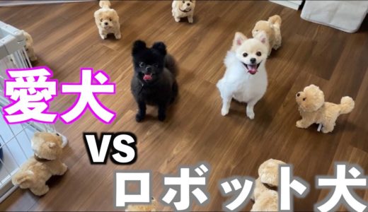 大量の動くロボット犬と愛犬を会わせたら可愛すぎた♡