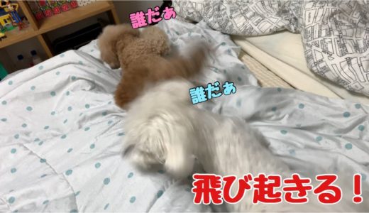 寝ている犬が不審な足音で飛び起きる瞬間！ トイプードル /マルプー