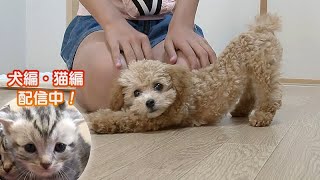 「どうぶつピース！！かわいい大図鑑」犬編（69）1週間で「待て」を覚える