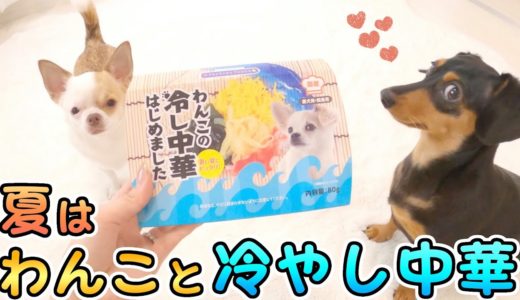 初めて冷やし中華を食べた犬の反応がコチラ