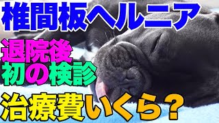 犬椎間板ヘルニア退院後の初検診＆治療費○○万！手術費・入院代など全額公開