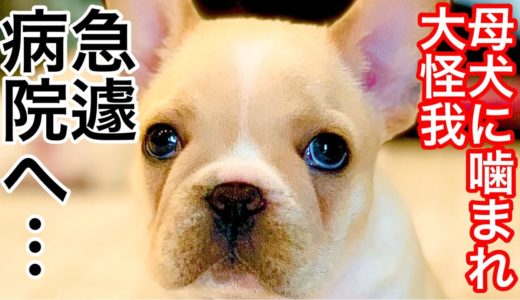 【嘘でしょ…】母犬に噛まれた子犬が大怪我をして急遽病院へ