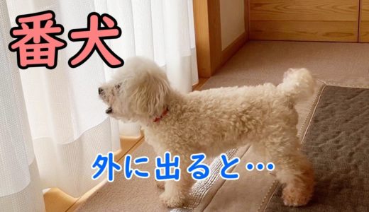 家では強気な犬が外に出ると？