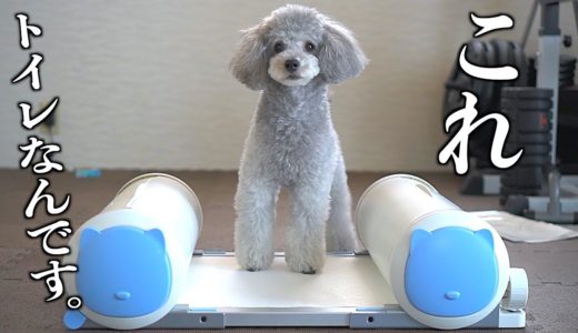 🐶まるで近未来から来た犬用トイレ！Poopout（プープアウト）がやってきた！【トイプードル】