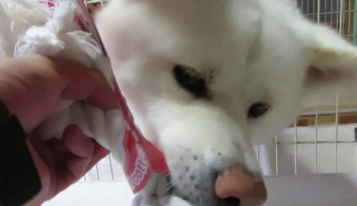 【秋田犬ゆうき】お兄ちゃんたちから予想外の誕生日プレゼントが届きました【akita dog】