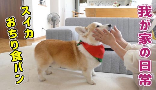 【日常】イチイチ飼主に付き合ってくれるシニア犬が可愛い