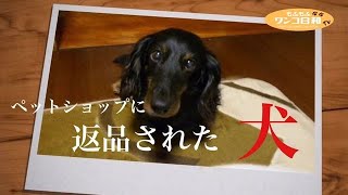 ペットショップに返品された犬…ダックスフントの運命