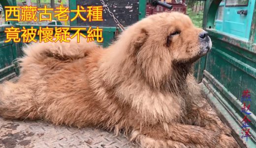 源於西藏古老犬種，竟被懷疑血統不純，聽聽犬主怎麽說