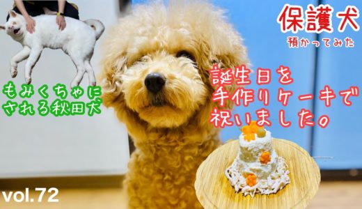 【保護犬預かり】はまりの誕生日に手作りケーキを作りました【出会いは七夕らへん】