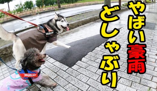 豪雨で散歩行くとこうなる　ハスキー犬と保護犬トイプードル