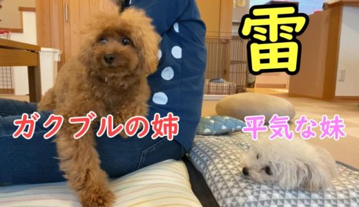 雷より怖い物がある犬