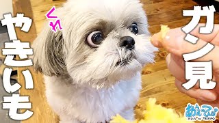 夏にやきいもを食べる犬の目が必死でかわいい I love sweet potato!