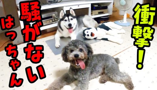 暑さで全くやる気がない犬と正反対な犬【ハスキー犬はっちゃん　保護犬トイプードル9ちゃん】