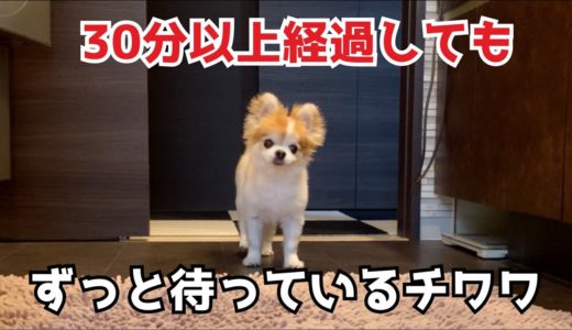 どんだけ健気な犬なんですかアナタは！いつだって飼い主の側に居たいチワワ