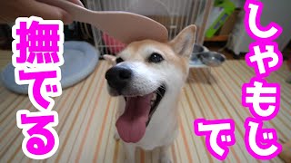 柴犬小春　【柴飯？】犬用しゃもじで撫で回して見た