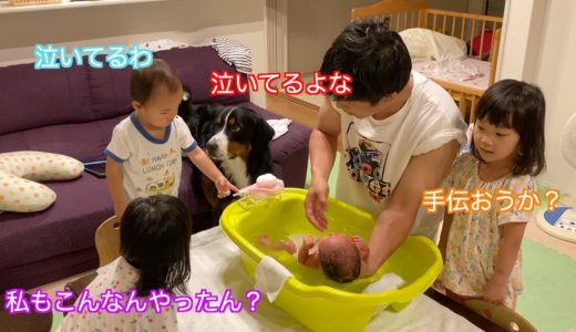 【赤ちゃんと犬の日常】姉弟と共に妹の沐浴を見守る　バーニーズマウンテンドッグ　 bernese mountain dog