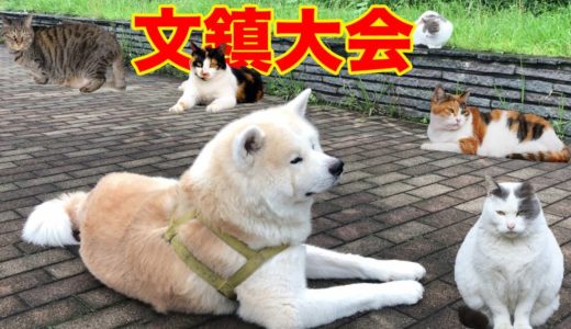 集まれ！文鎮犬・文鎮猫・三密避けて集まりましょう♪秋田犬そうすけの巻【VLOG】