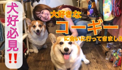 【犬好き】最高の癒し❗️コーギーと戯れてきました‼️