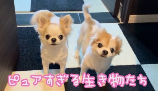 【犬との暮らし】わずか数分の何気ない日常なのに幸せな気分になる不思議なチワワ達