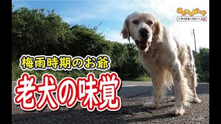 【犬】梅雨時期のお爺　味覚は大丈夫？？