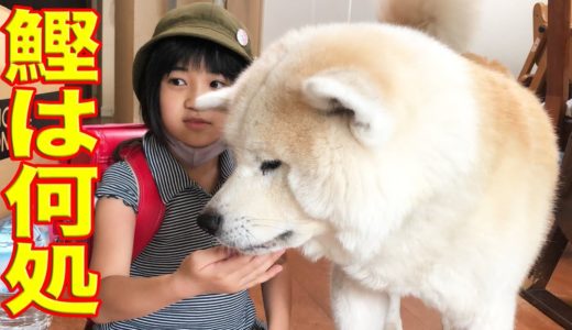 グータラ・秋田犬そうすけ君・鰹は何処にあるの？【VLOG】