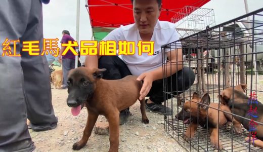 为啥很多主人爱养马犬，看完这么小的马犬品相，我也心动了