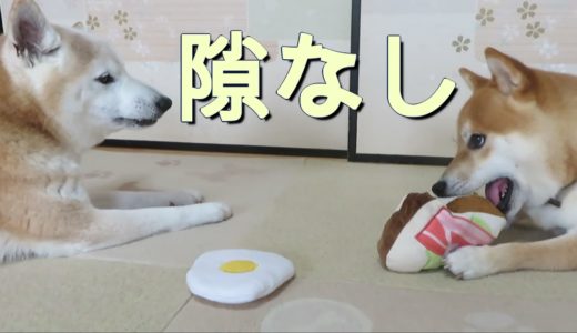 新しいおもちゃを独占しようと先輩犬に一分のスキも見せない柴犬まめ