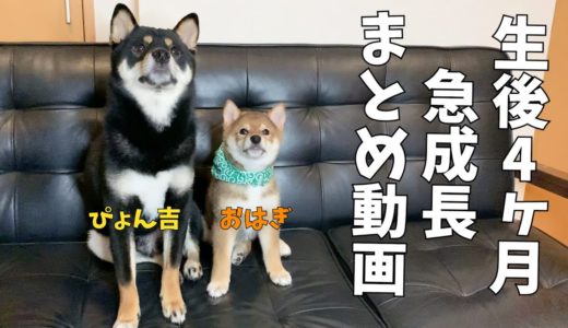 胡麻柴おはぎが物凄いスピードで成犬サイズになるまでの成長記録VLOG【総集編】