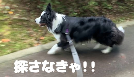 お散歩中に飼い主が居なくなった時の犬たち反応がめっちゃかわいいｗ