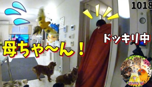 犬に「飼い主が消えたら」ドッキリ中、インコ・鳥達が飛んでもない騒ぎになったw 1018 Cute Funny prank scary Parakeets & Dogs