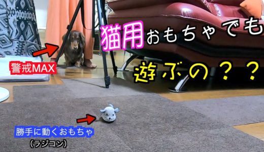 【愛犬】猫用おもちゃでも犬は遊ぶのかやってみた【ミニチュアダックスフンド】