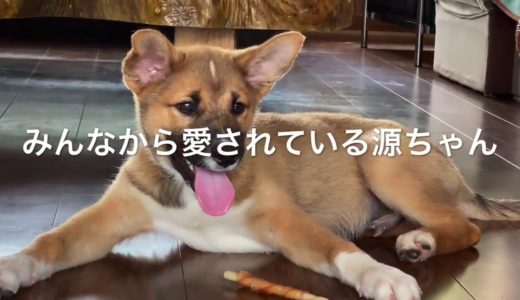 【保護犬】先日保護したワンちゃんに会いに行ってきました♪