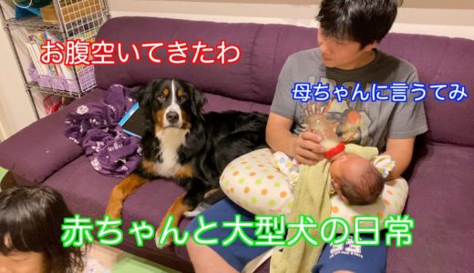 【赤ちゃんと犬の日常】妹のミルクを見てたら自分もお腹が減ってきて喋りだす　バーニーズマウンテンドッグ　 bernese mountain dog